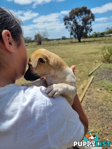 Jack Russell puppies