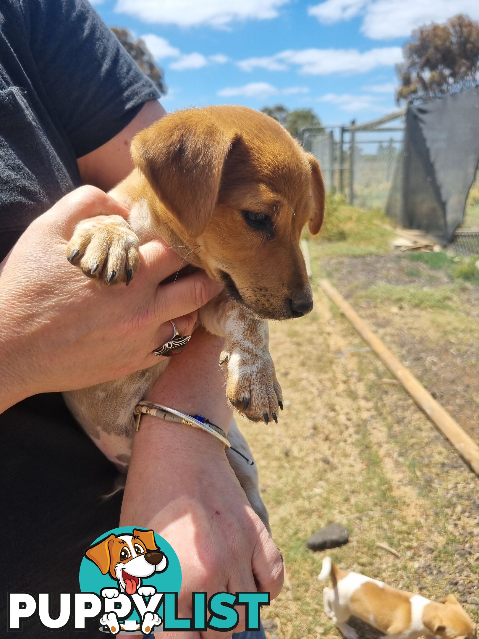 Jack Russell puppies