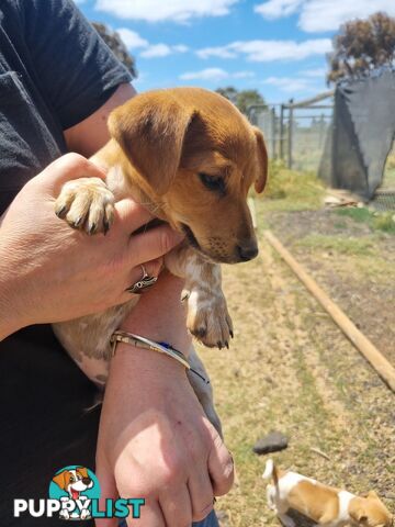 Jack Russell puppies