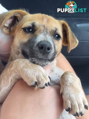 Jack Russell puppies