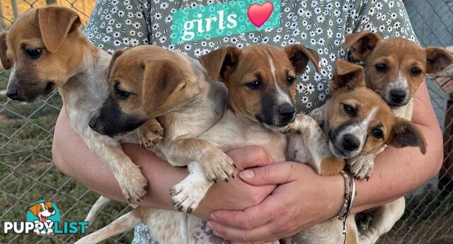 Jack Russell puppies