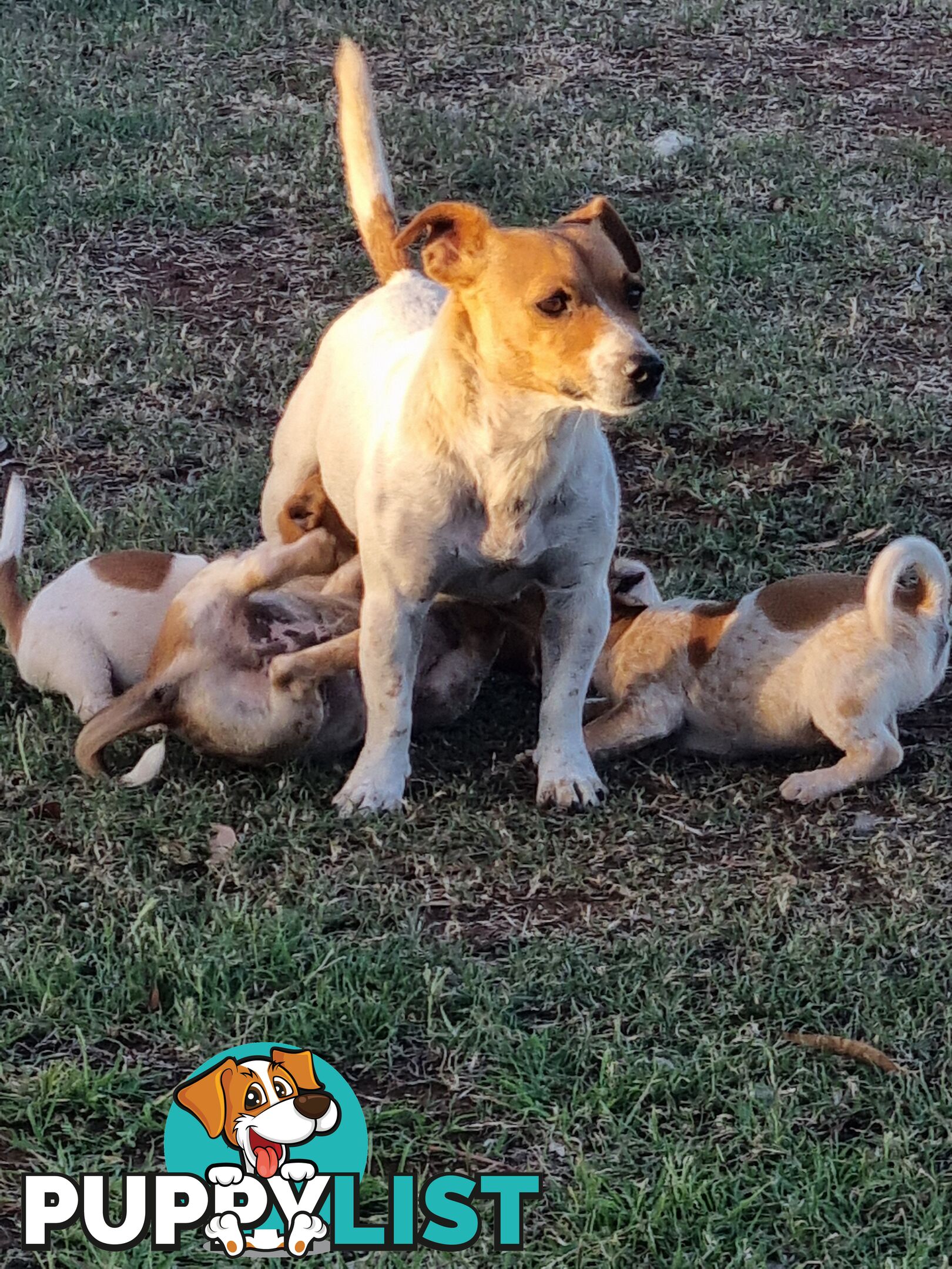 Jack Russell puppies