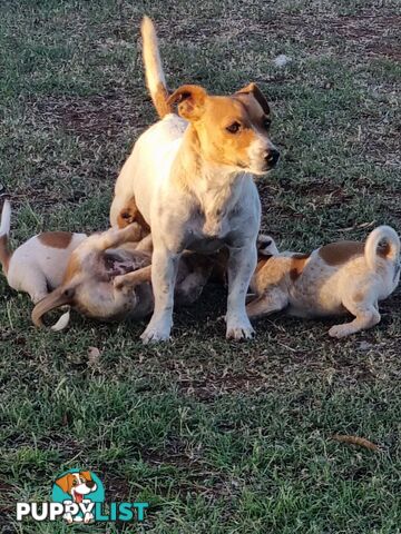 Jack Russell puppies