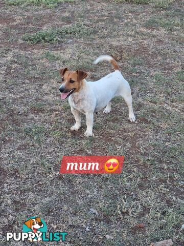 Jack Russell puppies