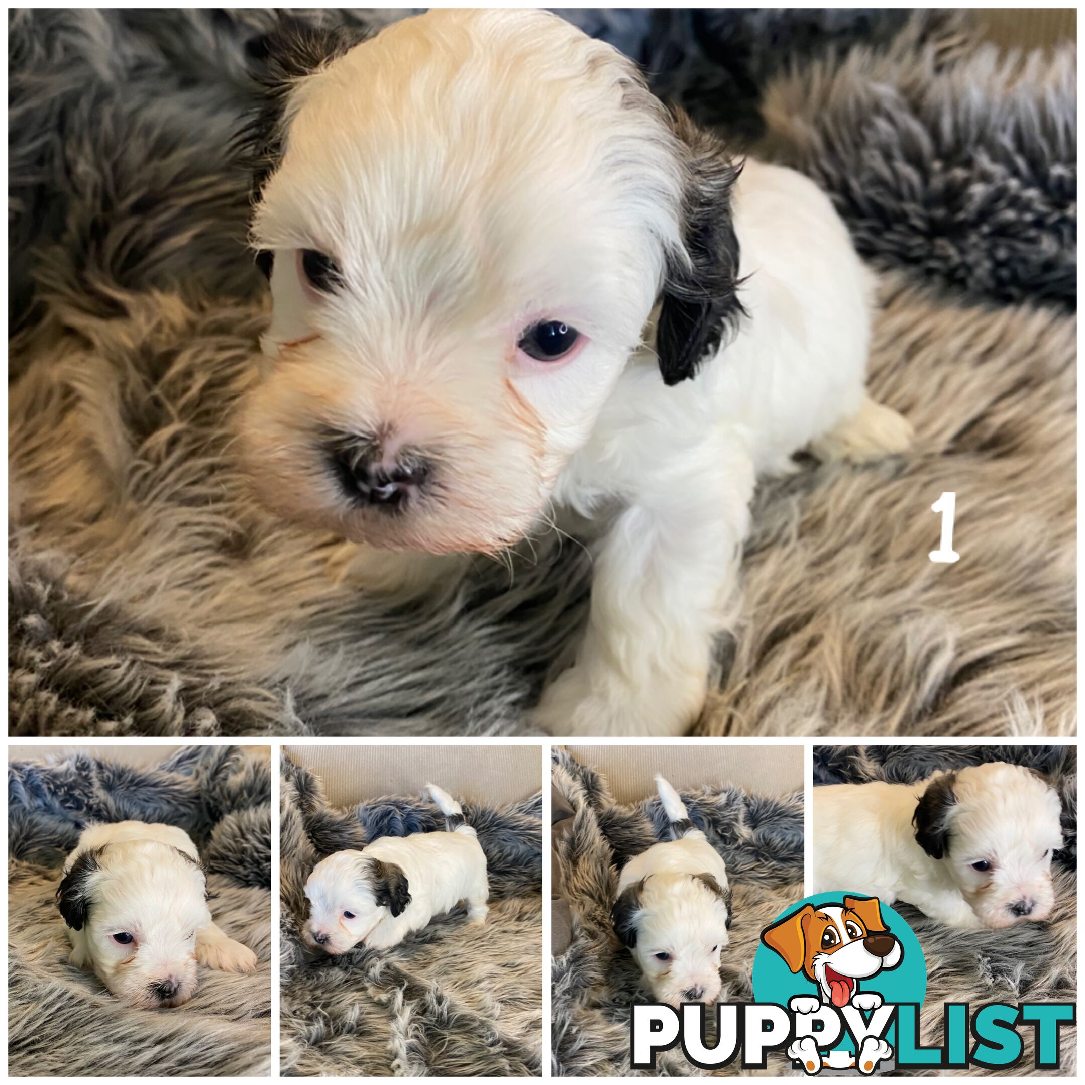 🎄 Adorable Maltese cross Puppies – Ready Just in Time for Christmas! 🎁