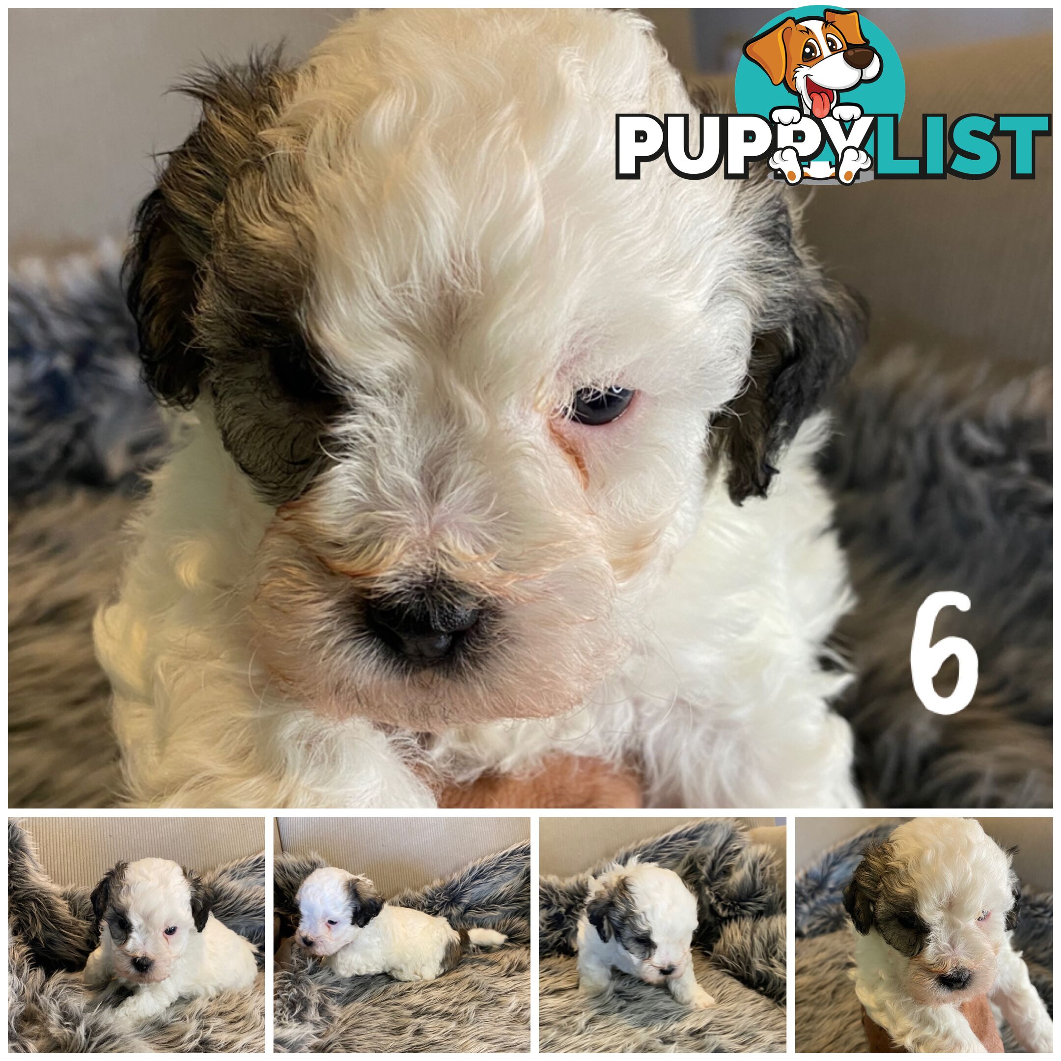 🎄 Adorable Maltese cross Puppies – Ready Just in Time for Christmas! 🎁