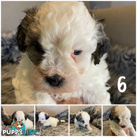 🎄 Adorable Maltese cross Puppies – Ready Just in Time for Christmas! 🎁