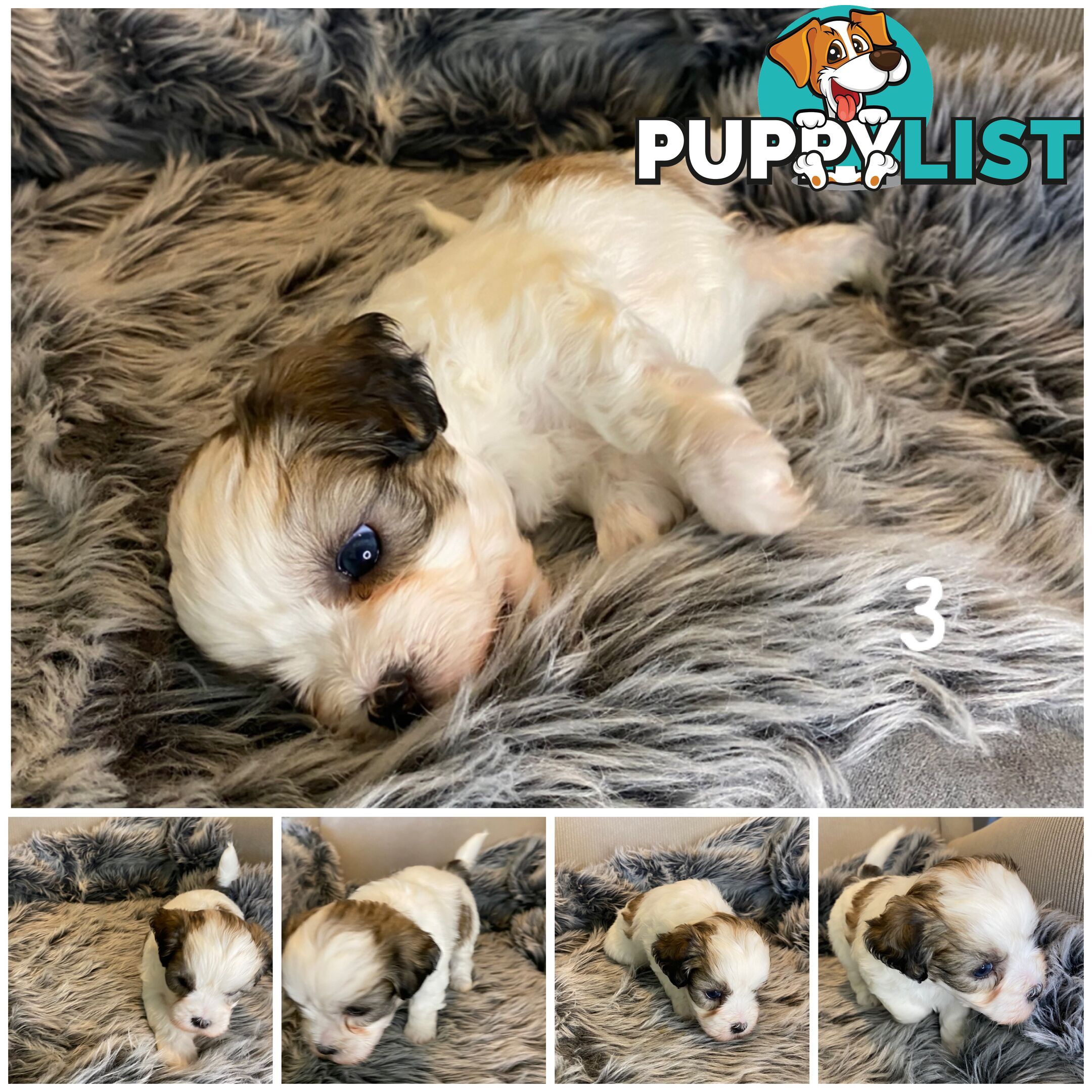 🎄 Adorable Maltese cross Puppies – Ready Just in Time for Christmas! 🎁