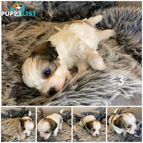 🎄 Adorable Maltese cross Puppies – Ready Just in Time for Christmas! 🎁