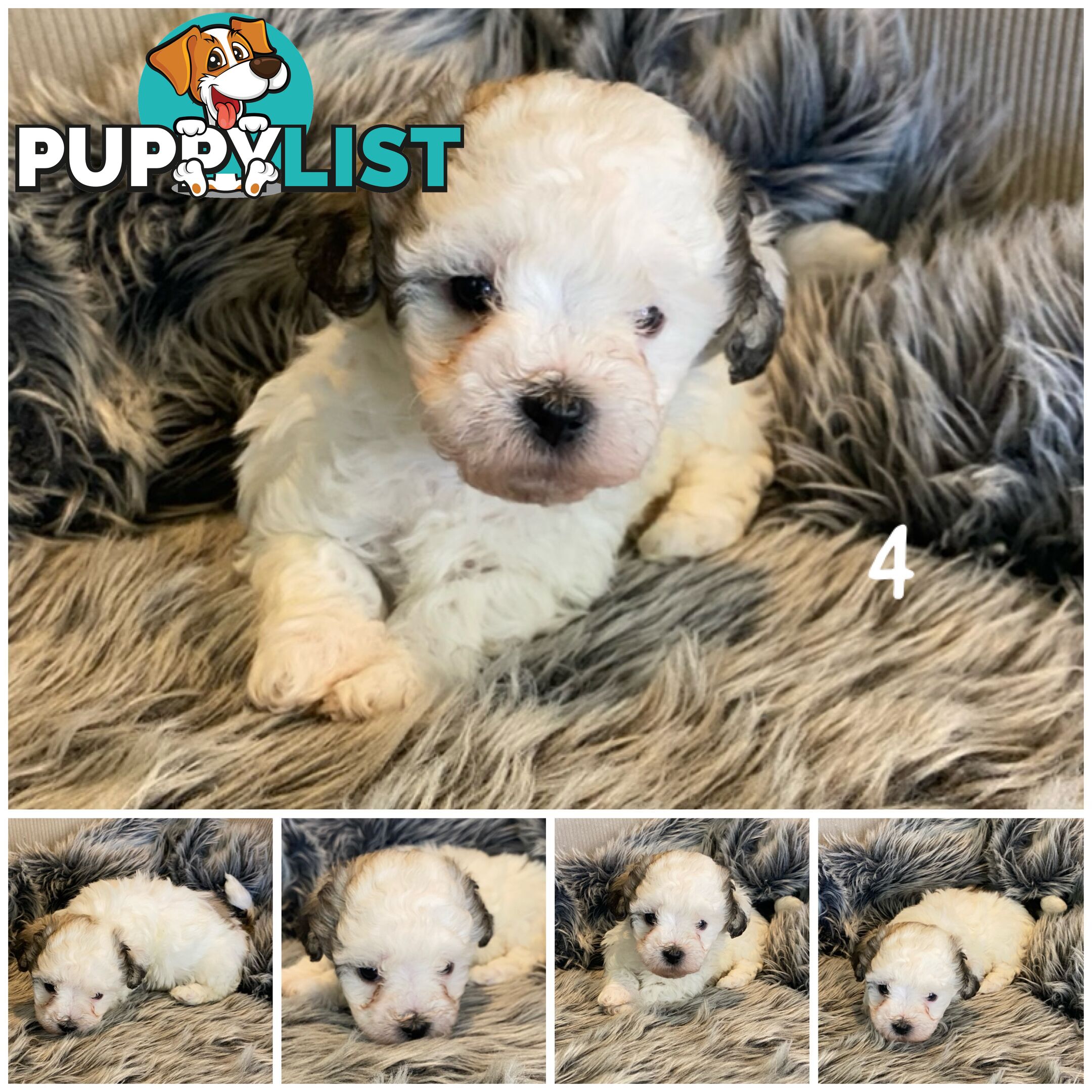 🎄 Adorable Maltese cross Puppies – Ready Just in Time for Christmas! 🎁