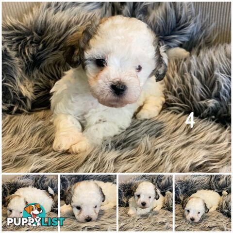 🎄 Adorable Maltese cross Puppies – Ready Just in Time for Christmas! 🎁