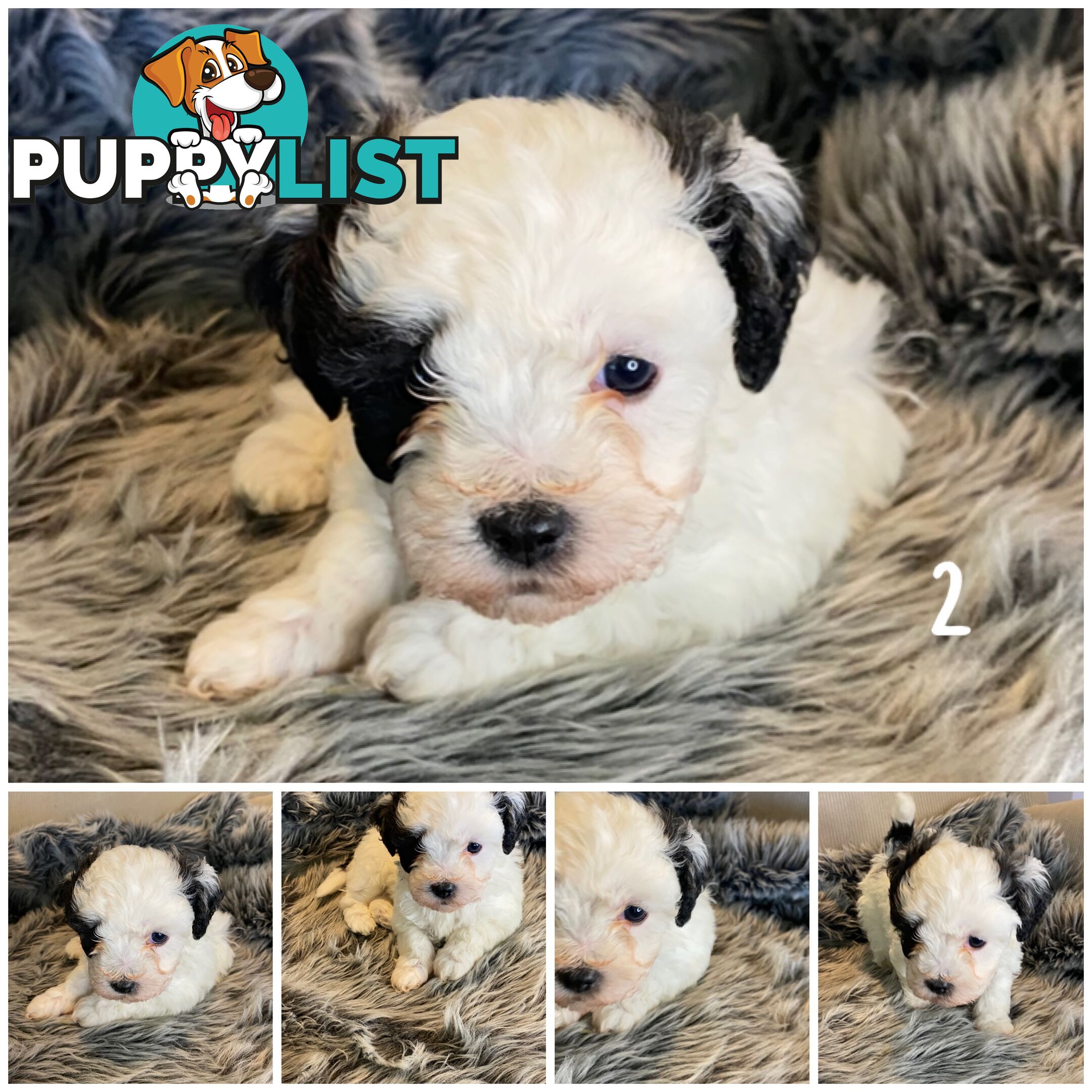 🎄 Adorable Maltese cross Puppies – Ready Just in Time for Christmas! 🎁