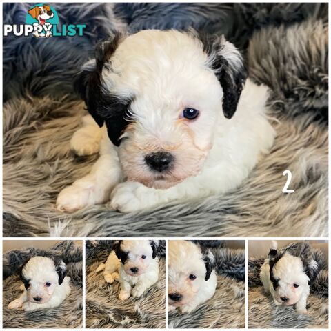 🎄 Adorable Maltese cross Puppies – Ready Just in Time for Christmas! 🎁