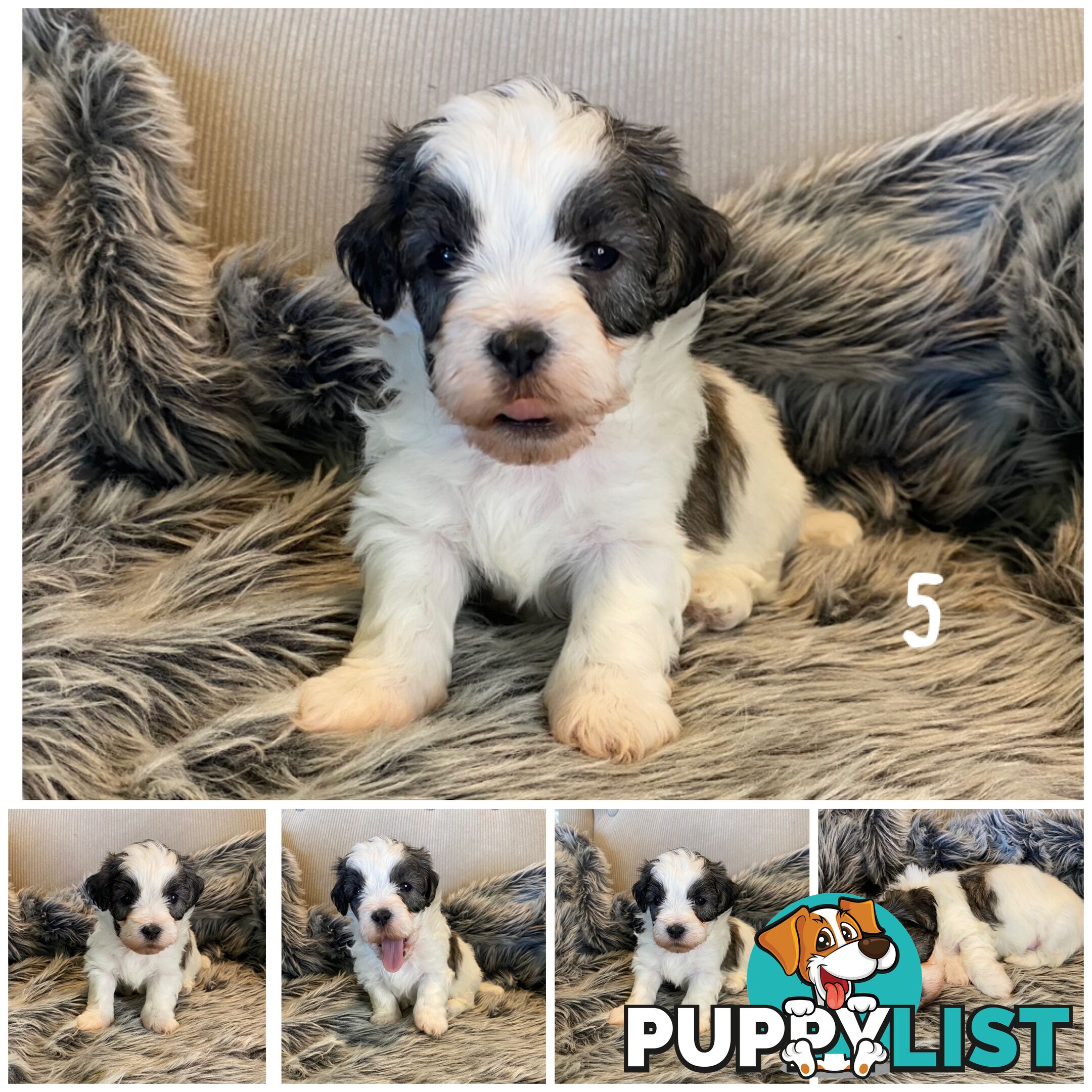 🎄 Adorable Maltese cross Puppies – Ready Just in Time for Christmas! 🎁