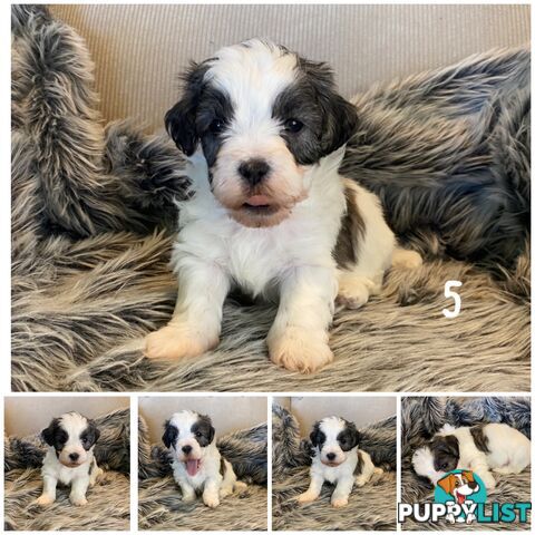 🎄 Adorable Maltese cross Puppies – Ready Just in Time for Christmas! 🎁