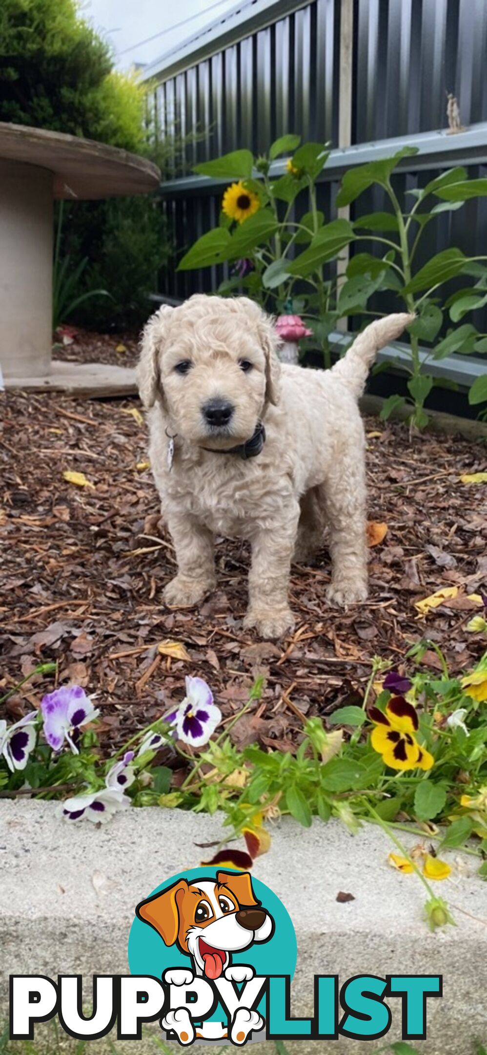 Double Doodle Puppies