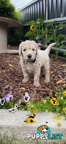 Double Doodle Puppies