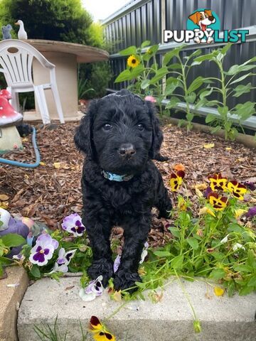 Double Doodle Puppies