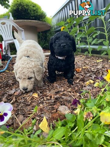 Double Doodle Puppies