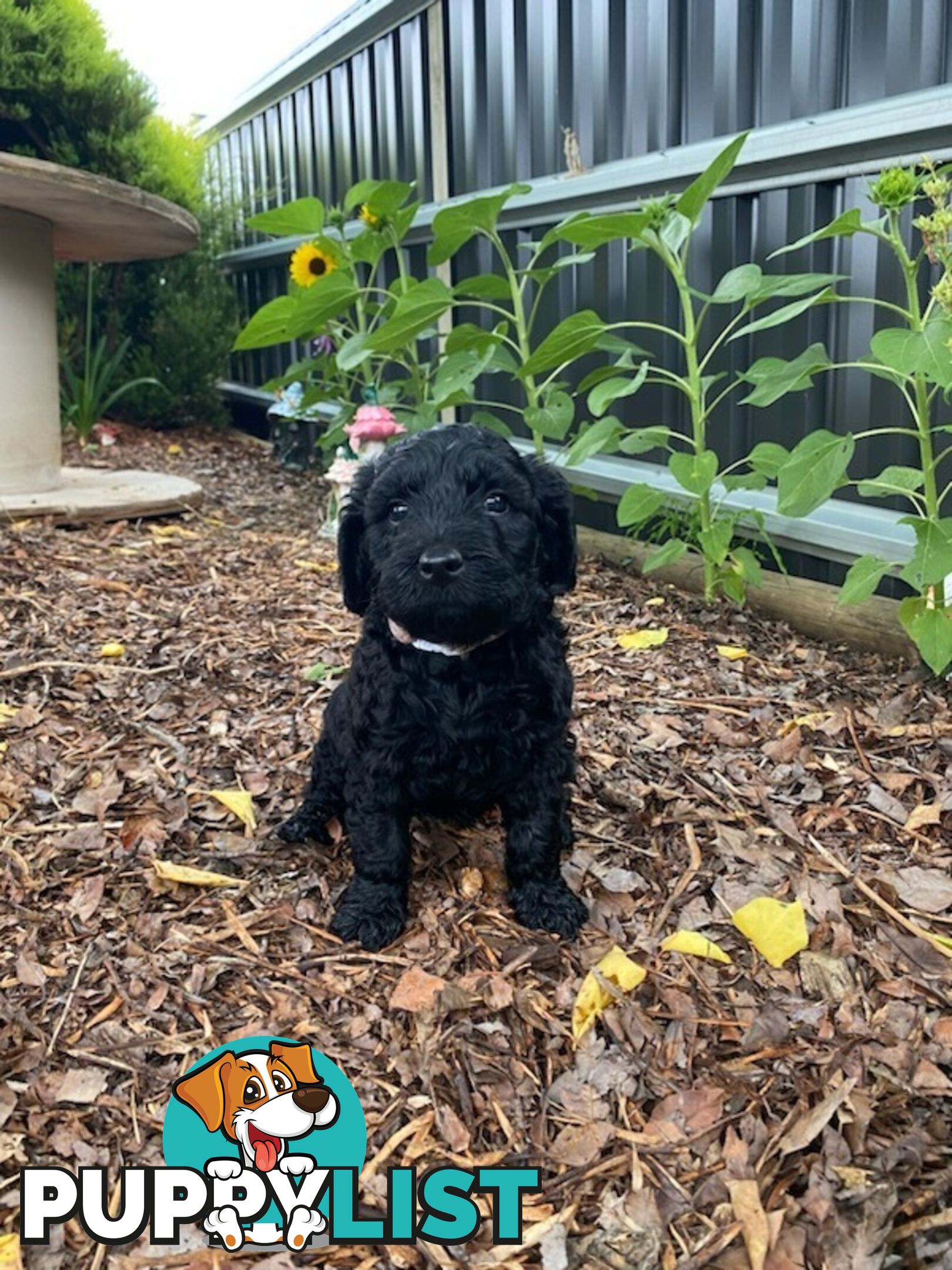 Double Doodle Puppies