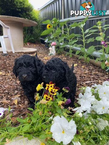 Double Doodle Puppies