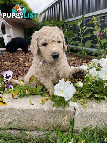 Double Doodle Puppies