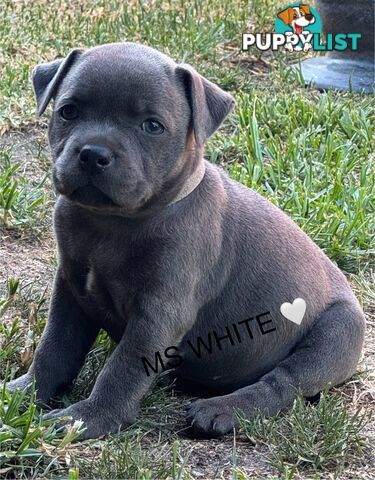 Staffy Puppies English