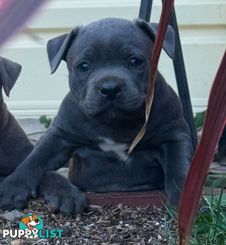 Staffy Puppies English