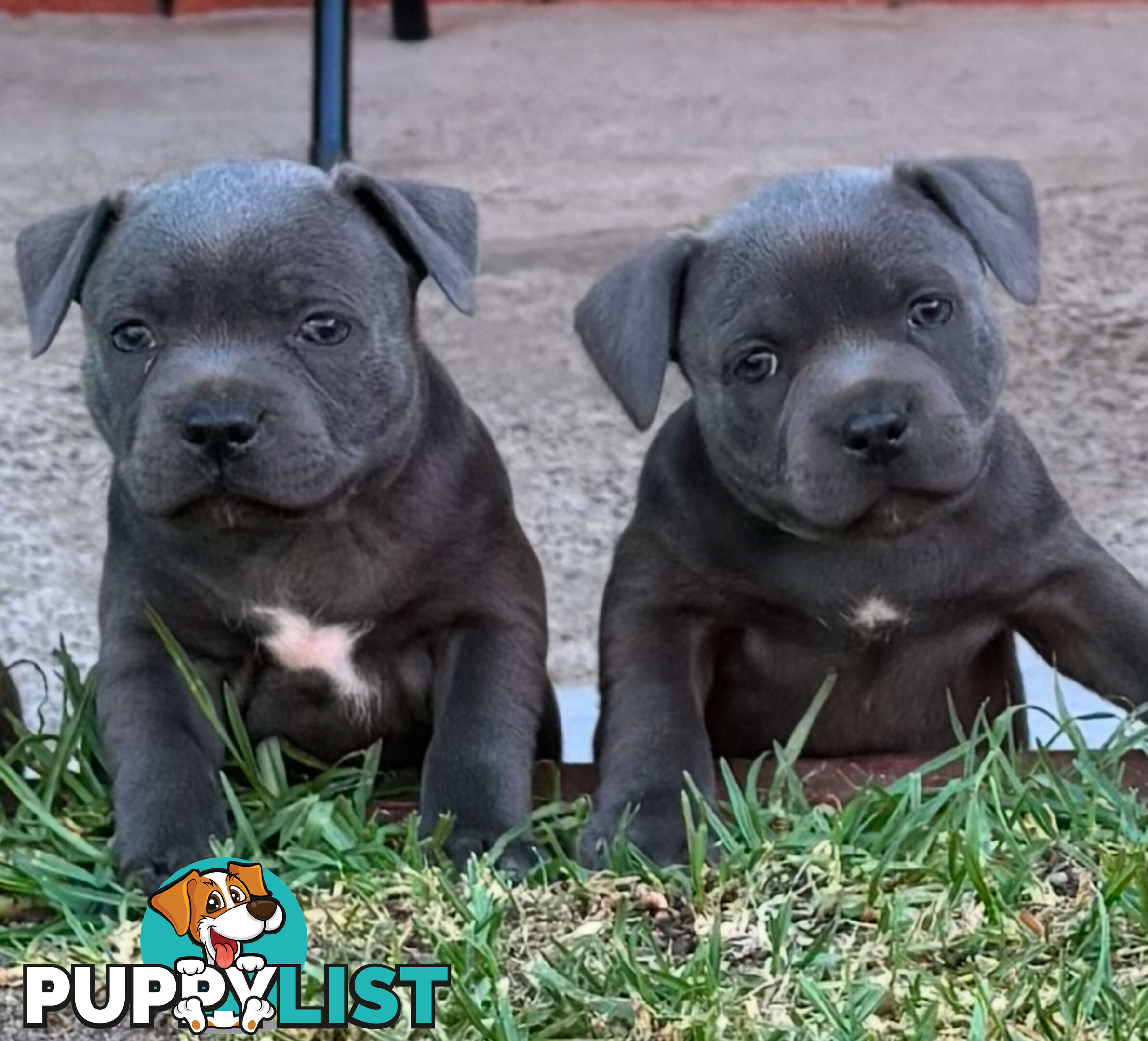 Staffy Puppies English