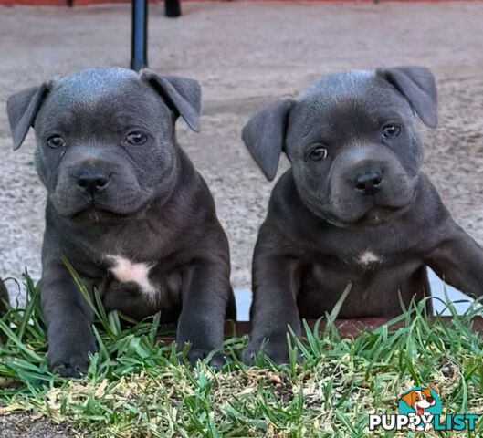 Staffy Puppies English