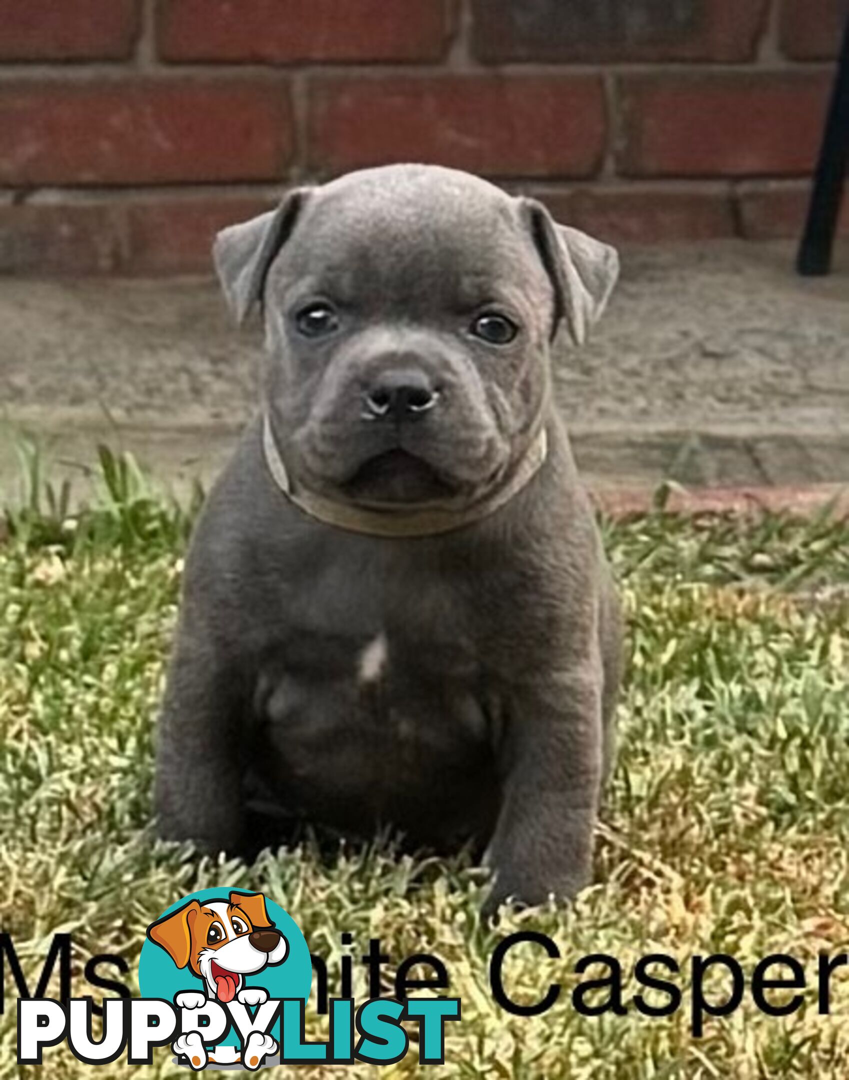 Staffy Puppies English