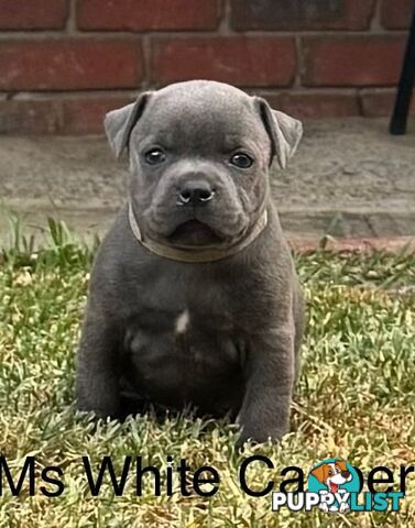 Staffy Puppies English