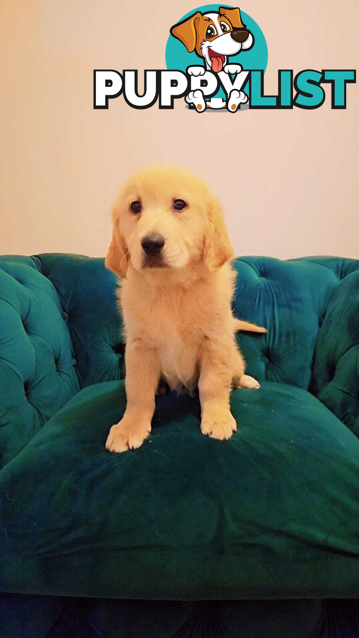 Purebred Golden Retriever puppies