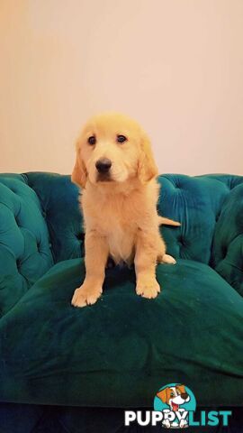 Purebred Golden Retriever puppies
