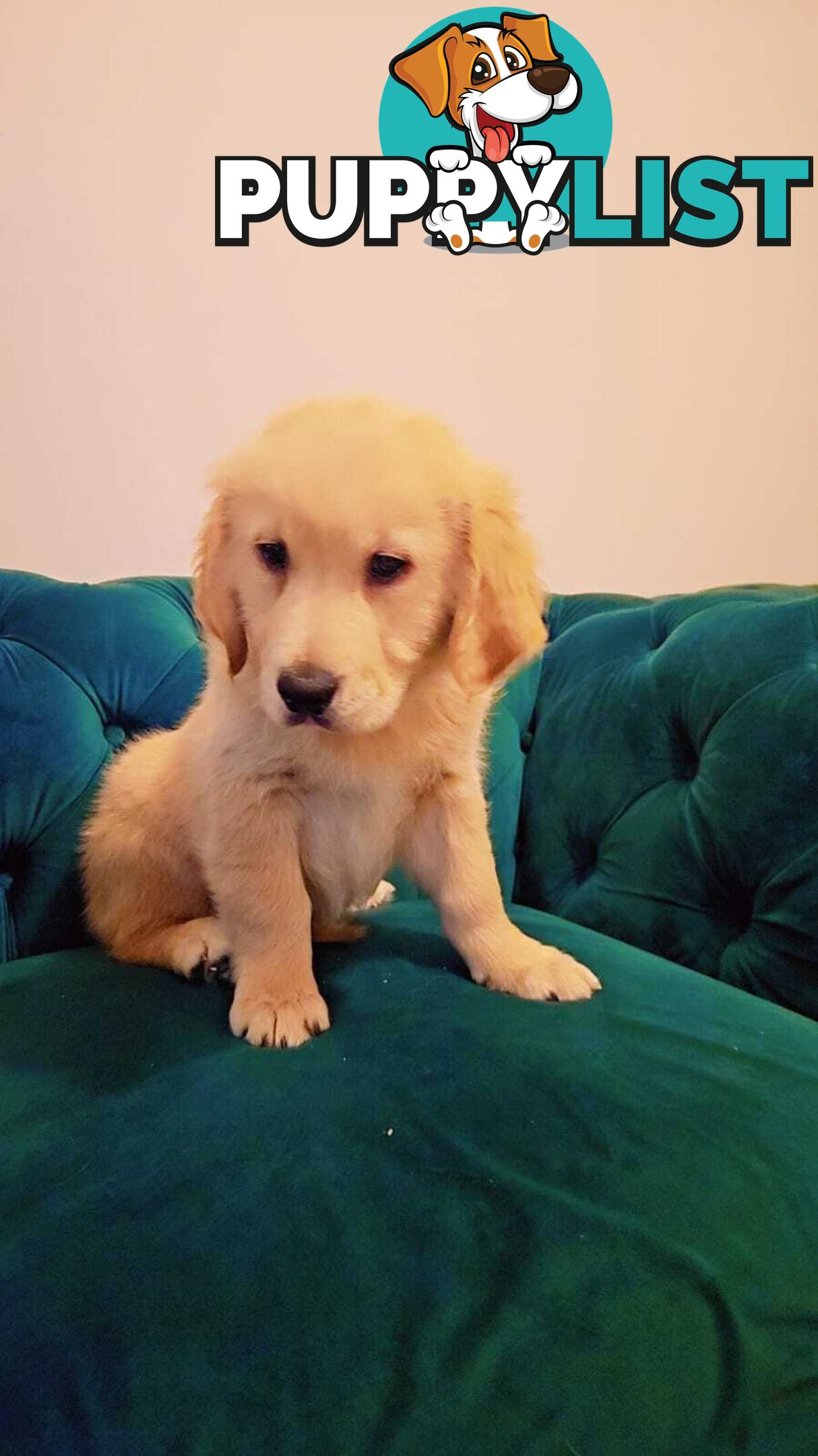 Purebred Golden Retriever puppies