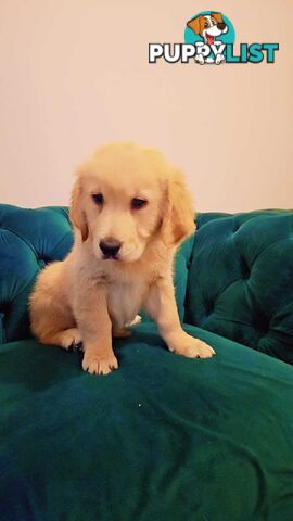Purebred Golden Retriever puppies