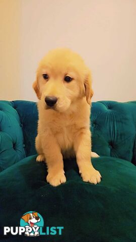 Purebred Golden Retriever puppies