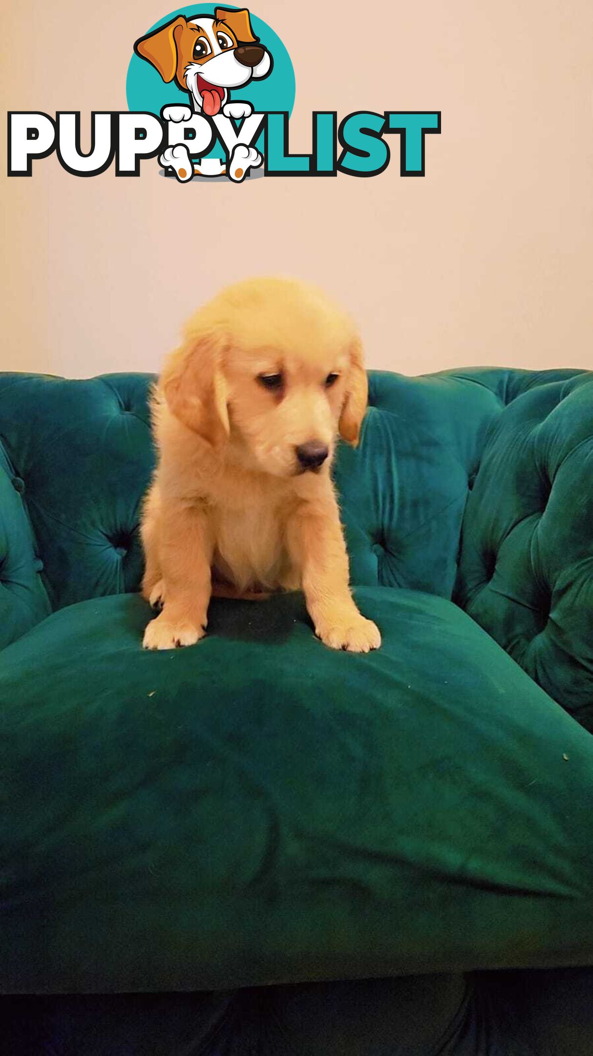 Purebred Golden Retriever puppies