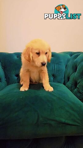Purebred Golden Retriever puppies