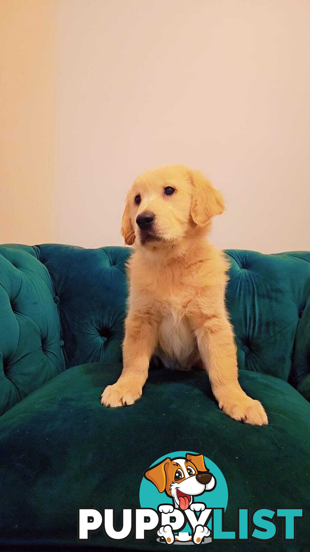Purebred Golden Retriever puppies