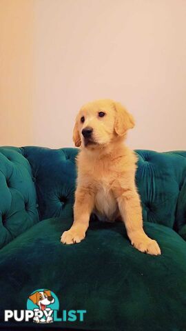 Purebred Golden Retriever puppies