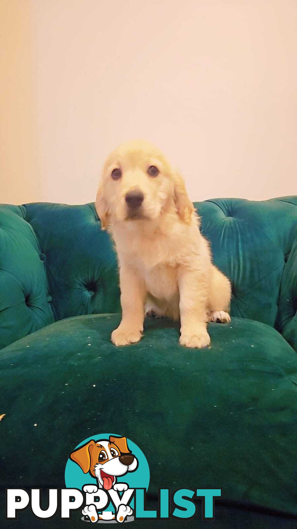 Purebred Golden Retriever puppies