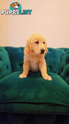 Purebred Golden Retriever puppies