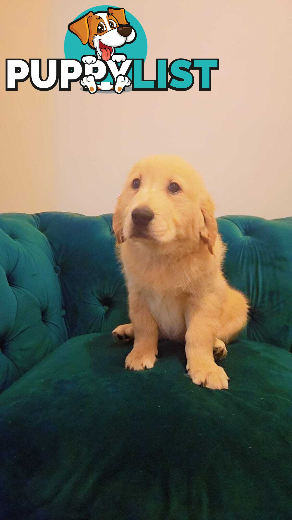Purebred Golden Retriever puppies