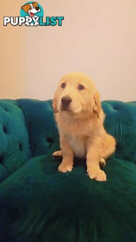 Purebred Golden Retriever puppies
