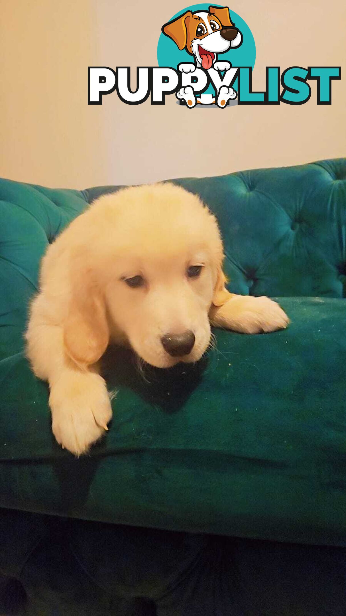 Purebred Golden Retriever puppies