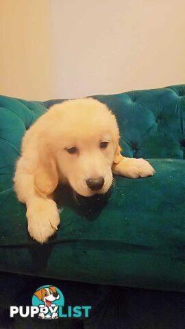 Purebred Golden Retriever puppies