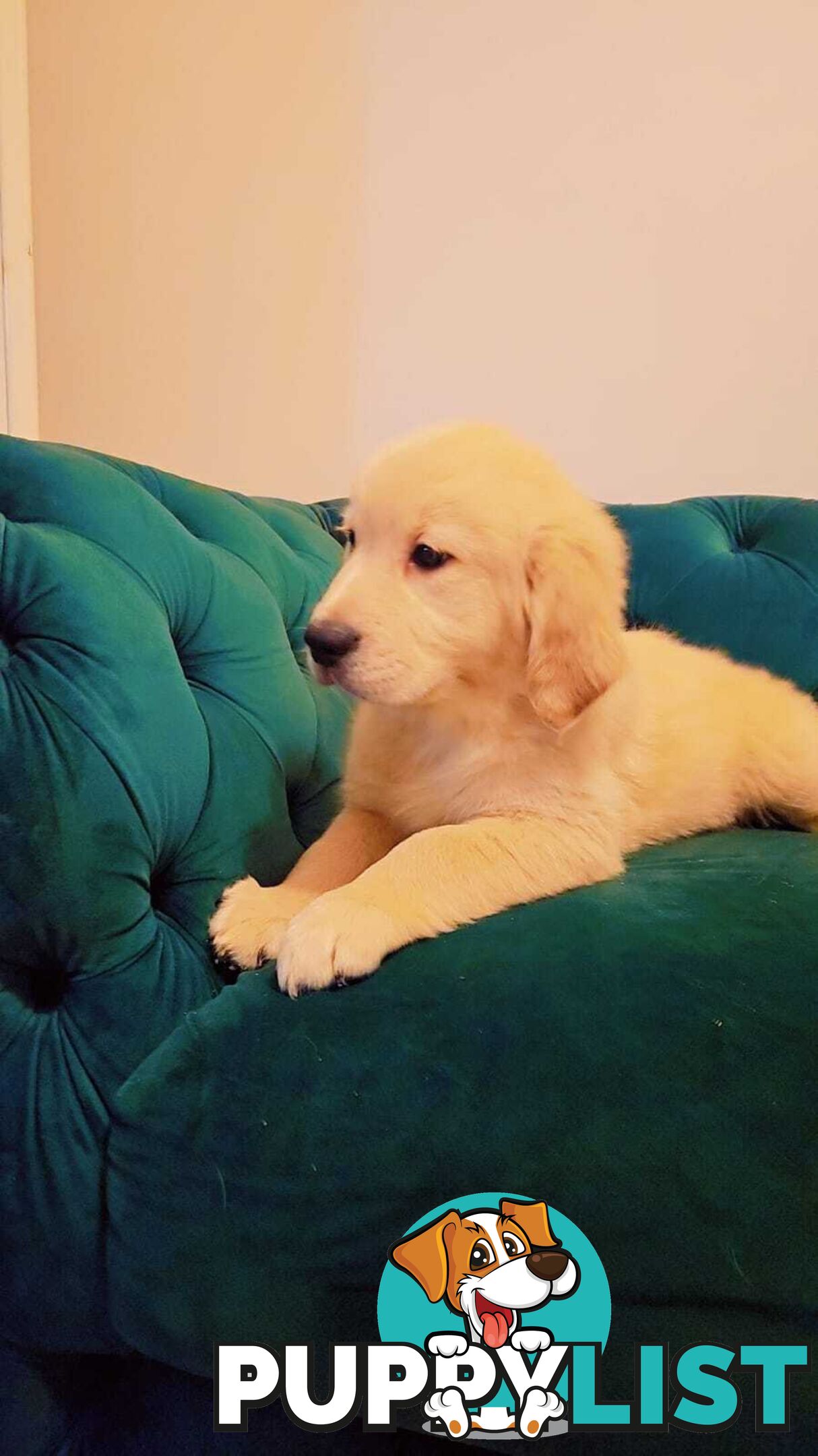Purebred Golden Retriever puppies