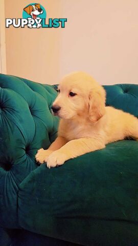 Purebred Golden Retriever puppies