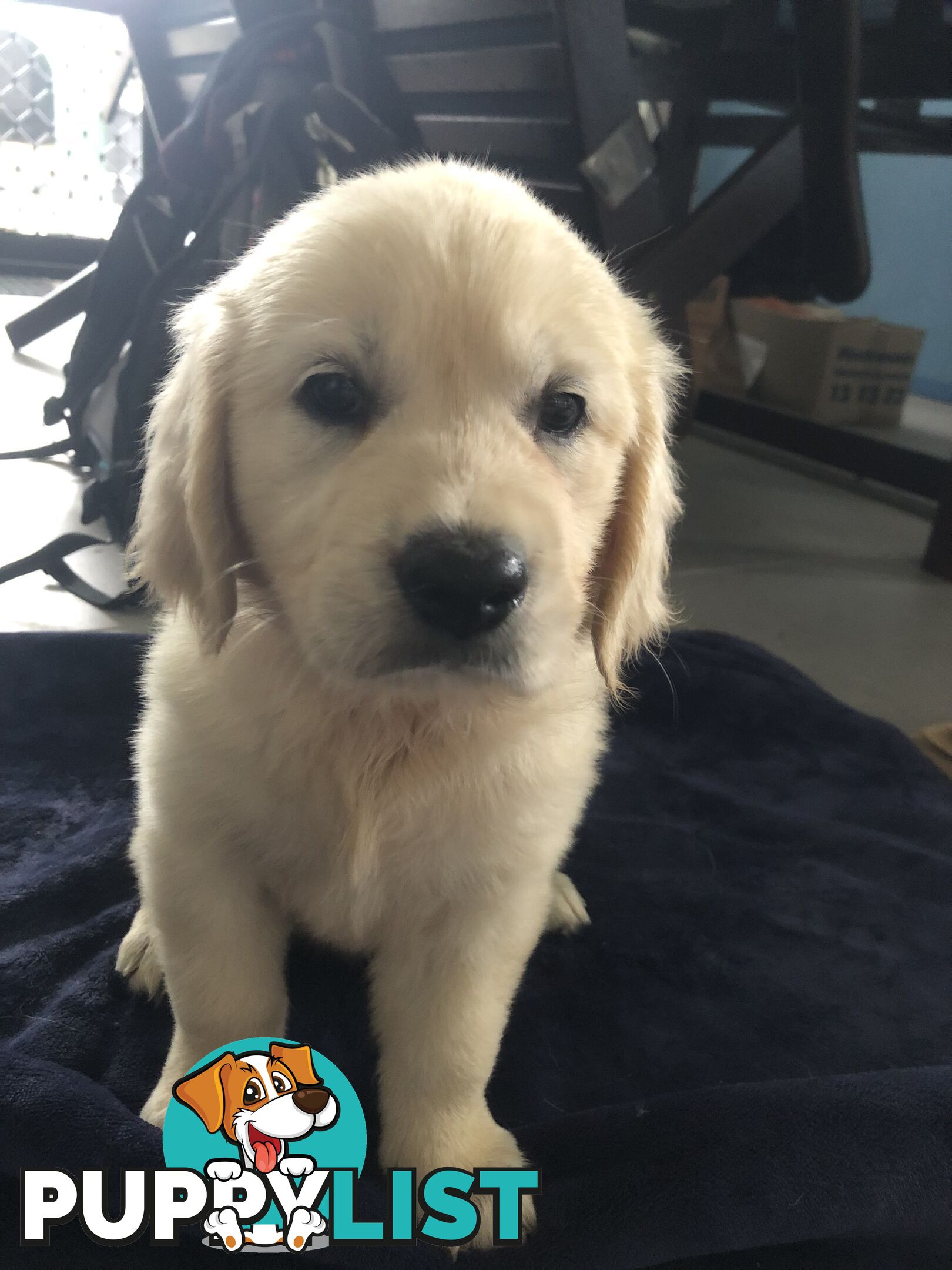 Golden Retriever Puppies